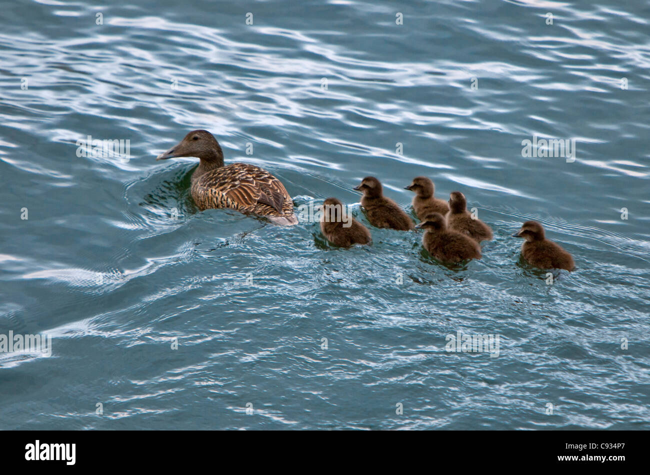 A common eider and her chicks.  Eiders are widespread along the coasts of Iceland. Stock Photo
