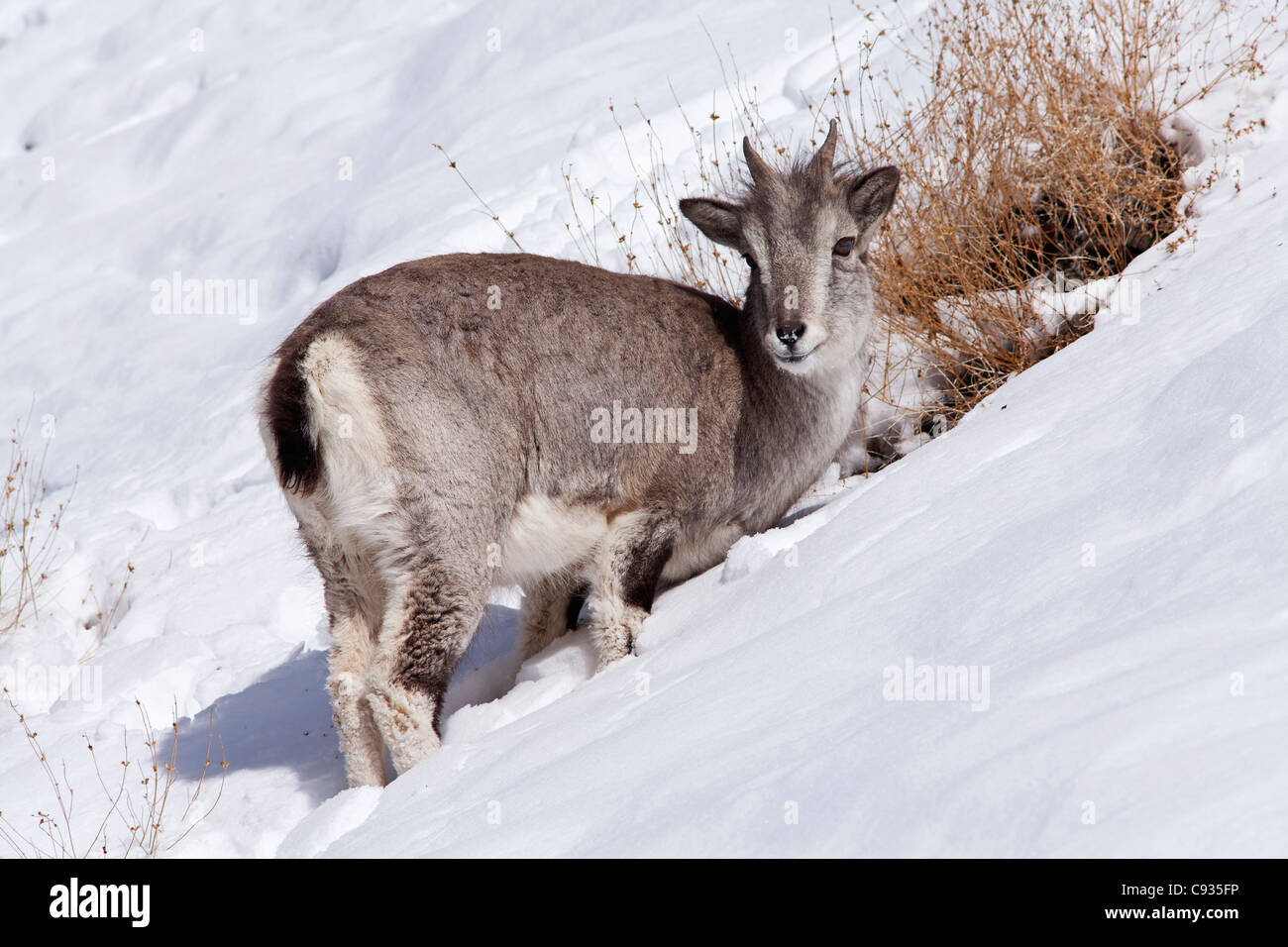 India, Ladakh, Rumbak. Himalayan Blue Sheep, or Bharal, foraging for food on a snowy slope in the Rumbak Valley, Ladakh, India Stock Photo