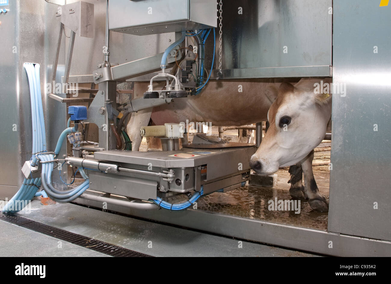 Automatic Cow Milking Machine High Resolution Stock Photography and