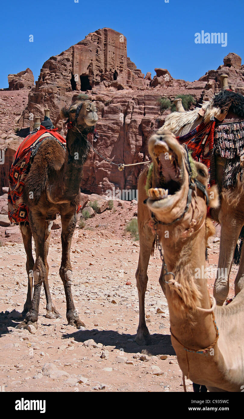 Happy Camels Stock Photo