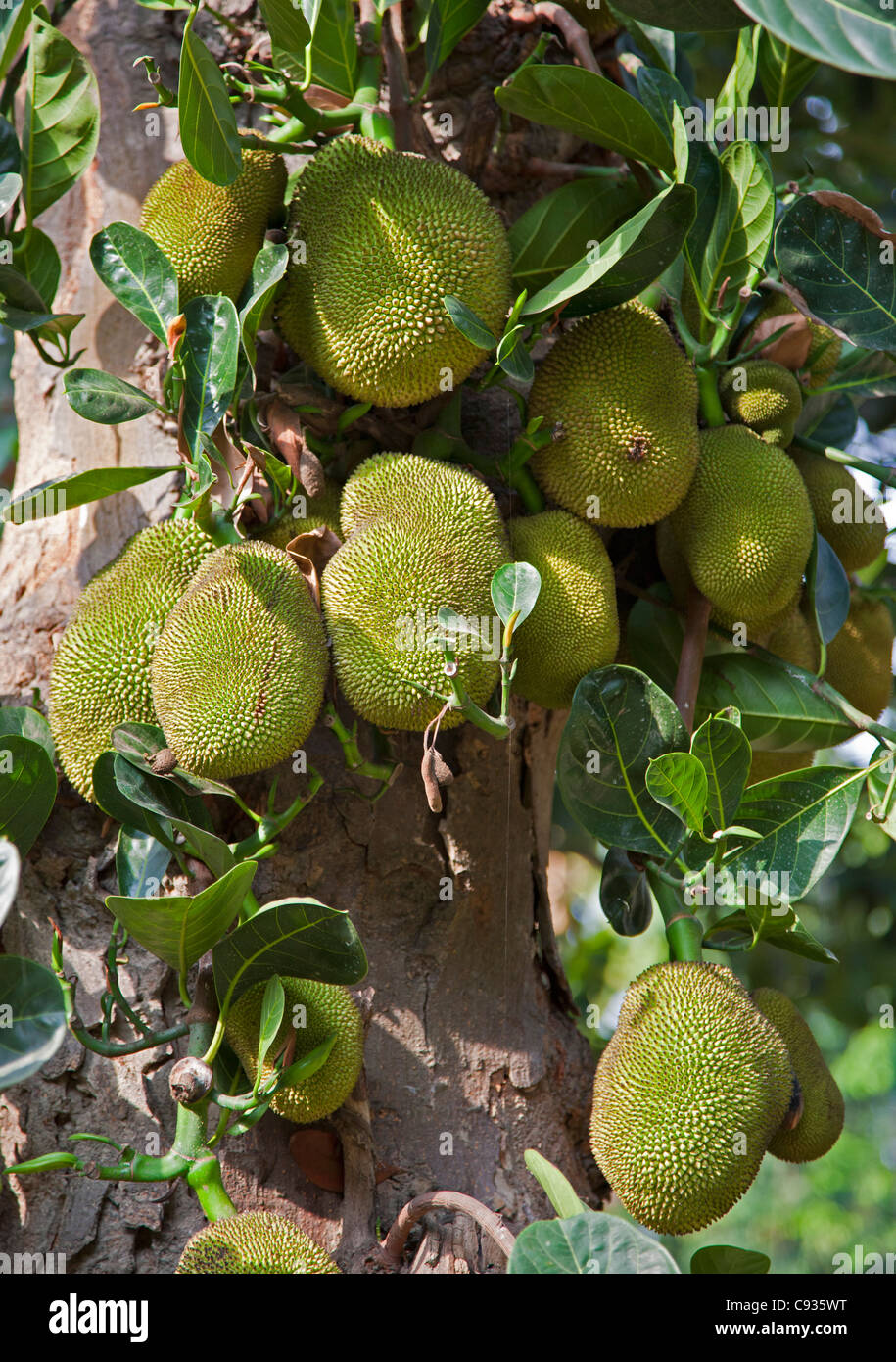 Originating from the rainforests of the Western Ghats of India, jackfruit is the largest tree-borne edible fruit in the world. Stock Photo