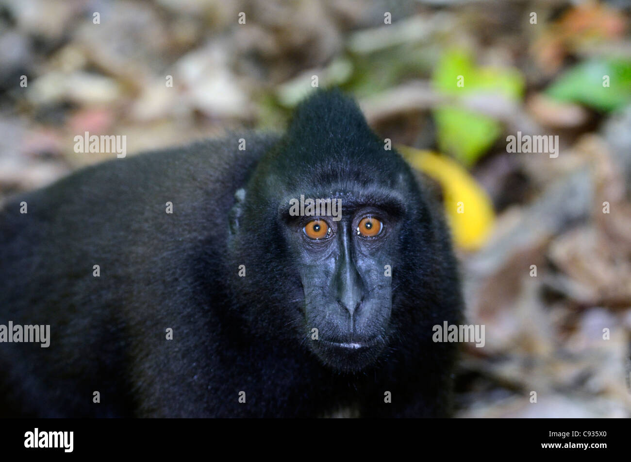 black crested macaque in Tangkoko,Indonesia Stock Photo