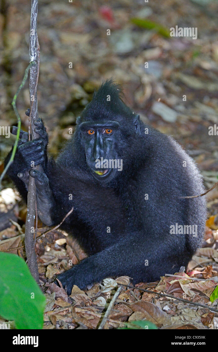 black crested macaque in Tangkoko,Sulawesi Stock Photo