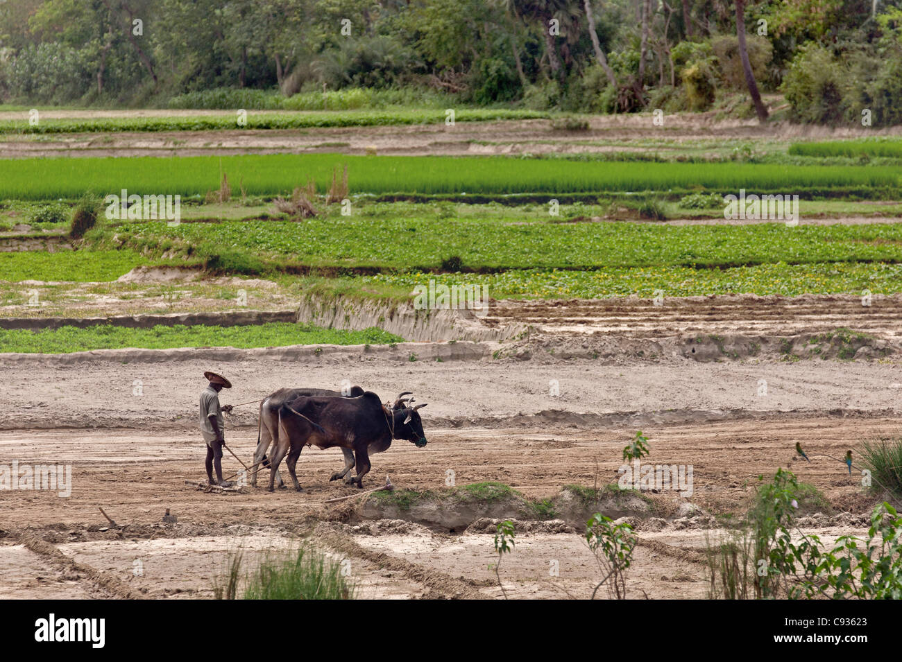 A farmer harrows his fields with oxen along the banks of the Hooghly River. Stock Photo