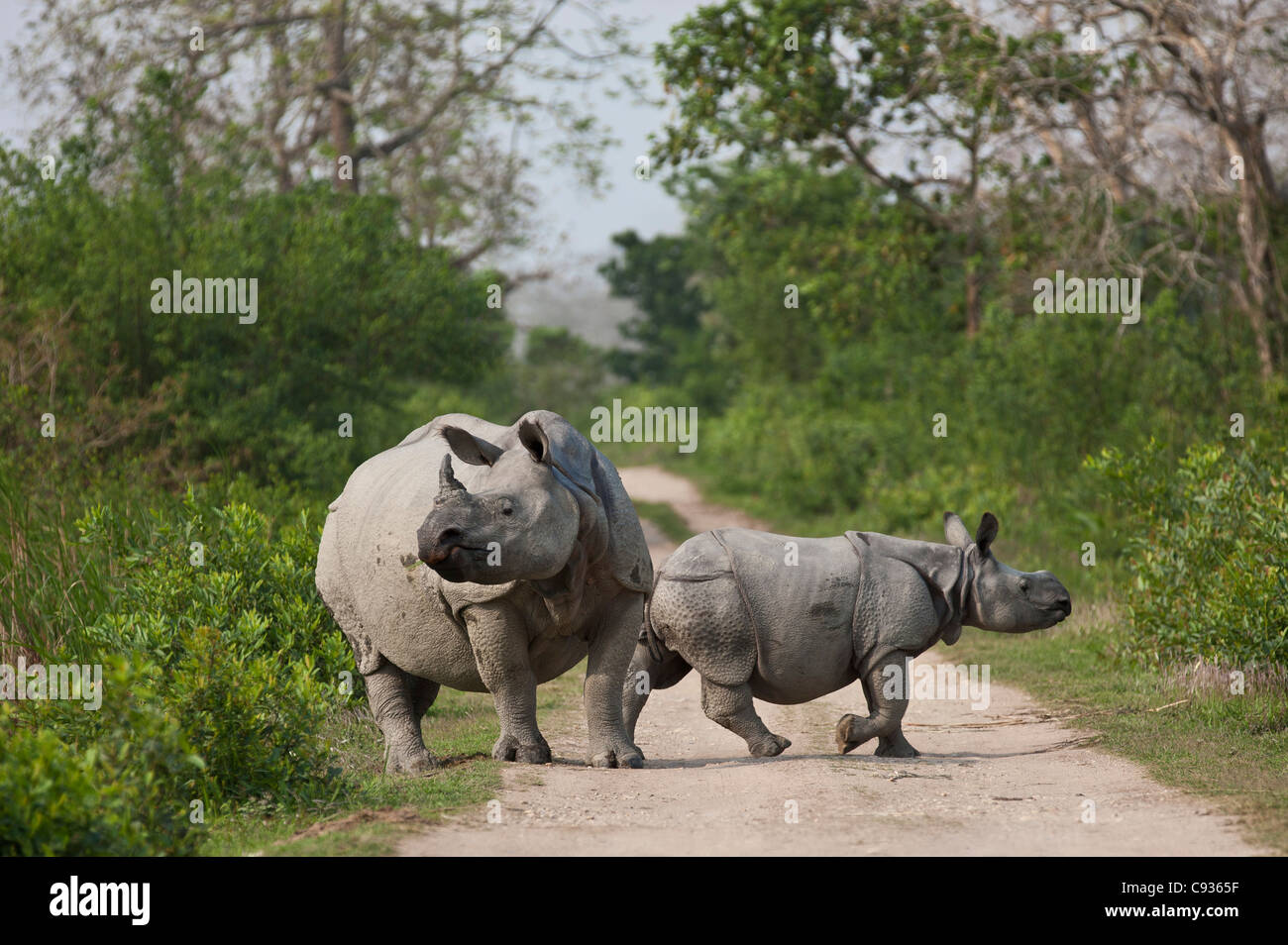 A mother and calf Great Indian One-horned Rhino cross a track in Kaziranga National Park. Stock Photo
