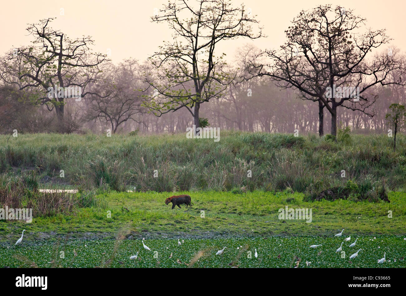 In the late afternoon, a Royal Bengal Tiger emerges from a muddy swamp in Kaziranga National Park. Stock Photo