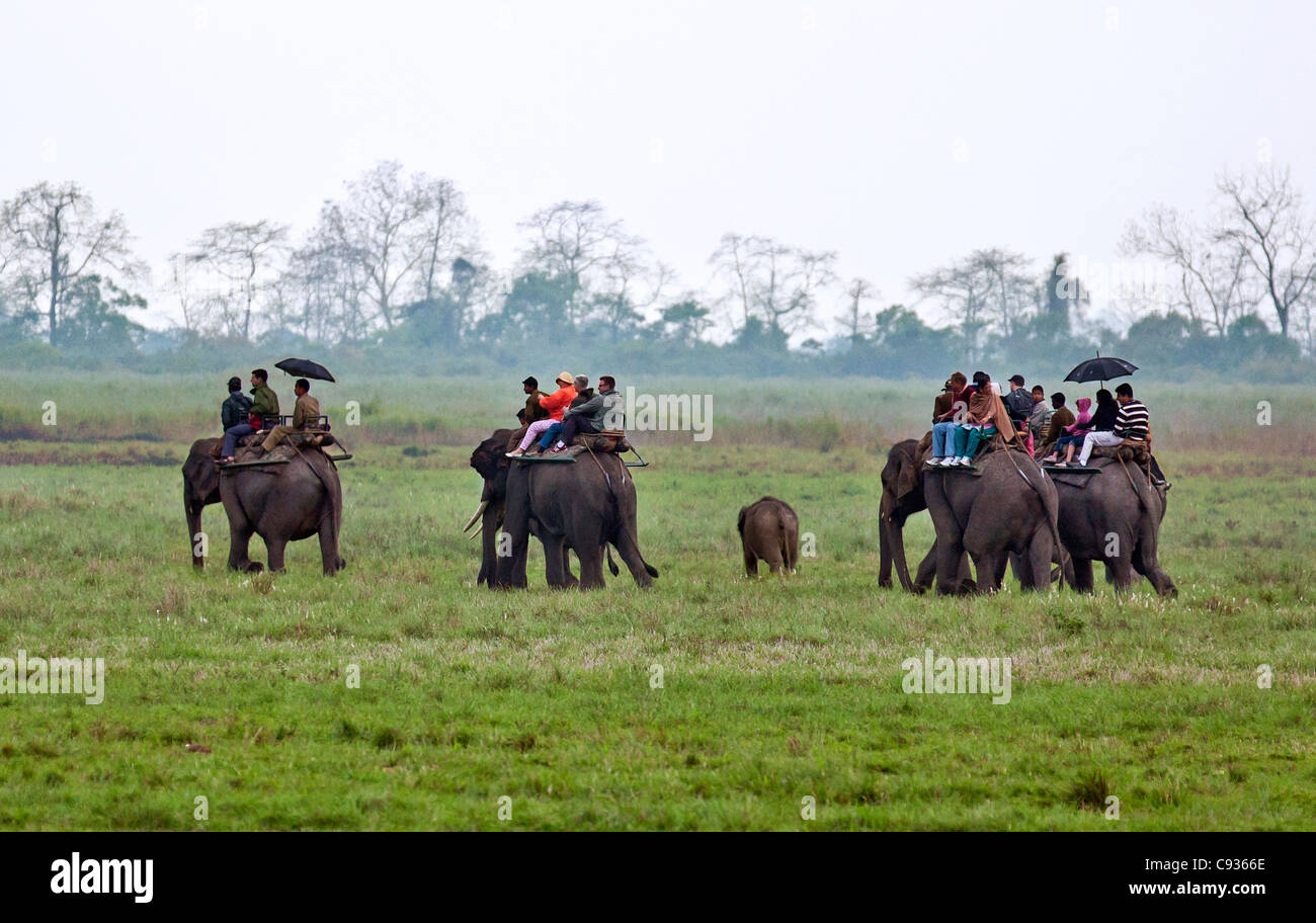 In early morning drizzle, tourists set out on elephants to look for Great Indian One-horned rhinos. Stock Photo