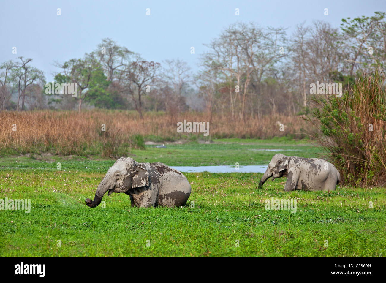 Wild Indian elephants feed in a swamp in Kaziranga National Park, a