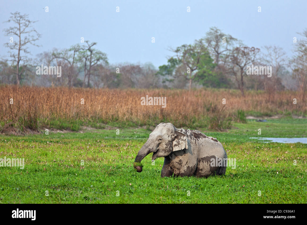 Wild Indian elephants feed in a swamp in Kaziranga National Park, a