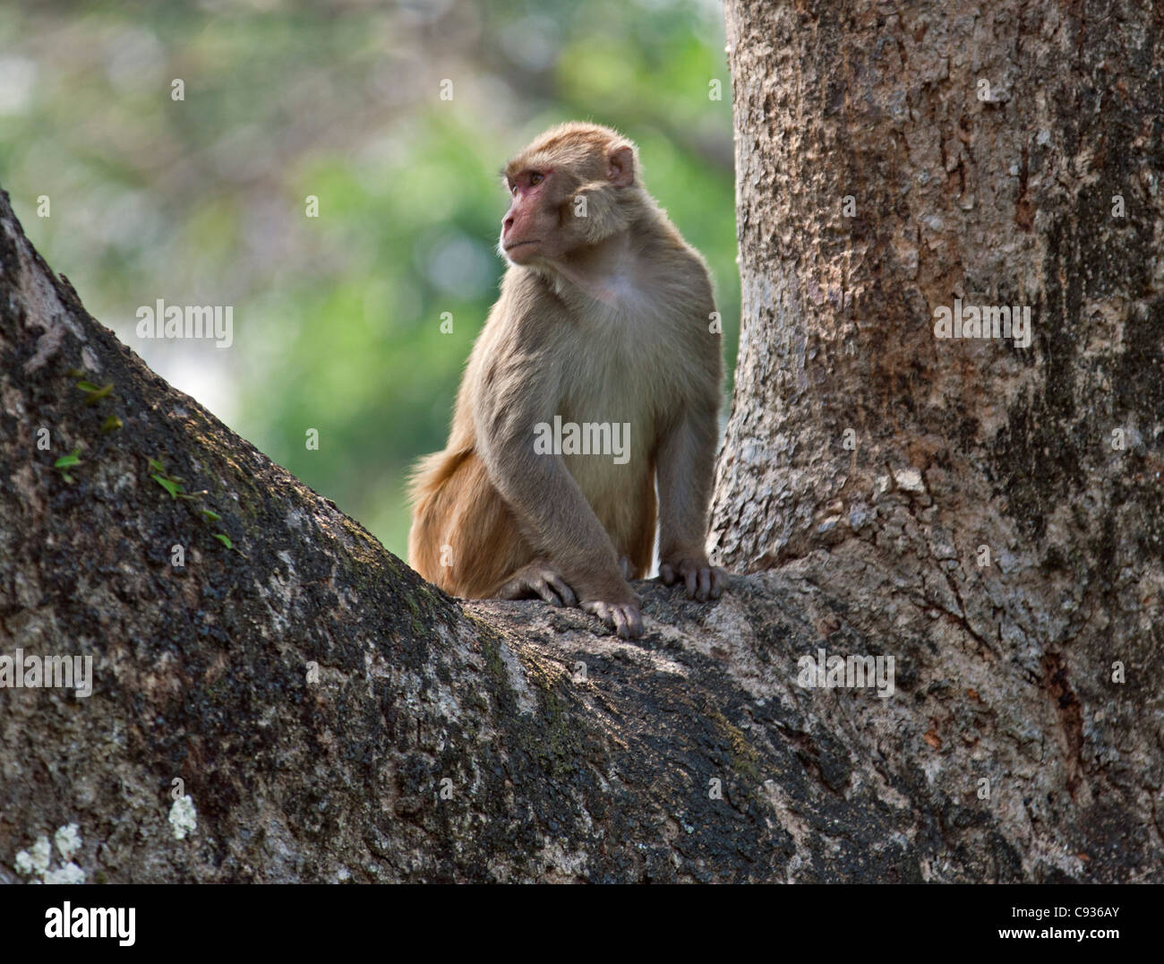 An Assam macaque near the border with Bhutan. Stock Photo