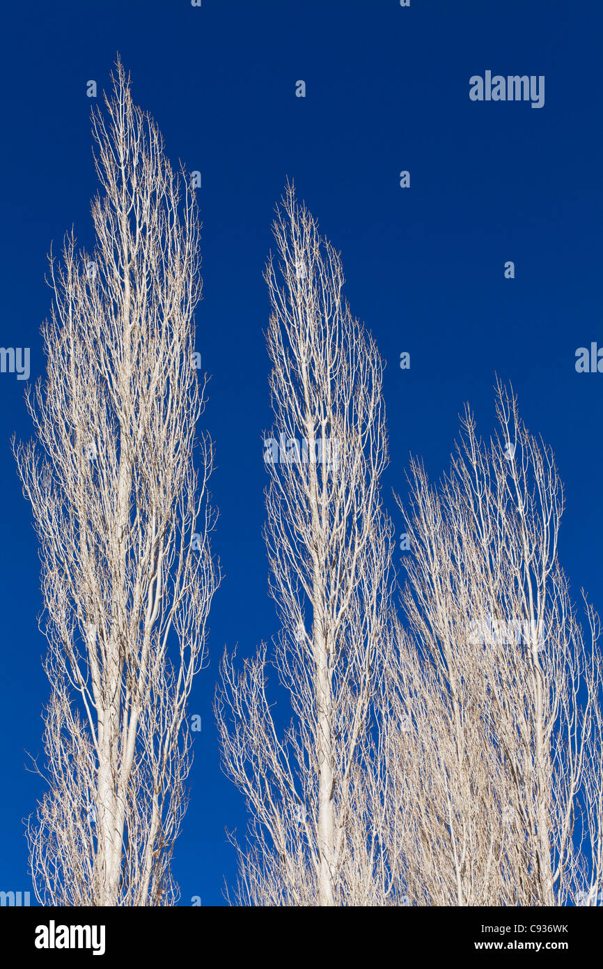 India, Ladakh, Nimmu. Poplar trees at Nimmu Stock Photo Alamy