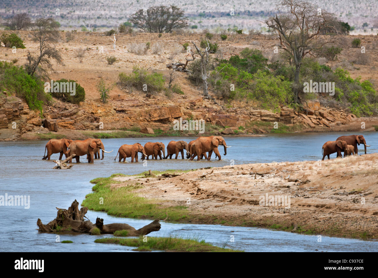A herd of elephants crosses the Galana River in Tsavo East National Park. Stock Photo