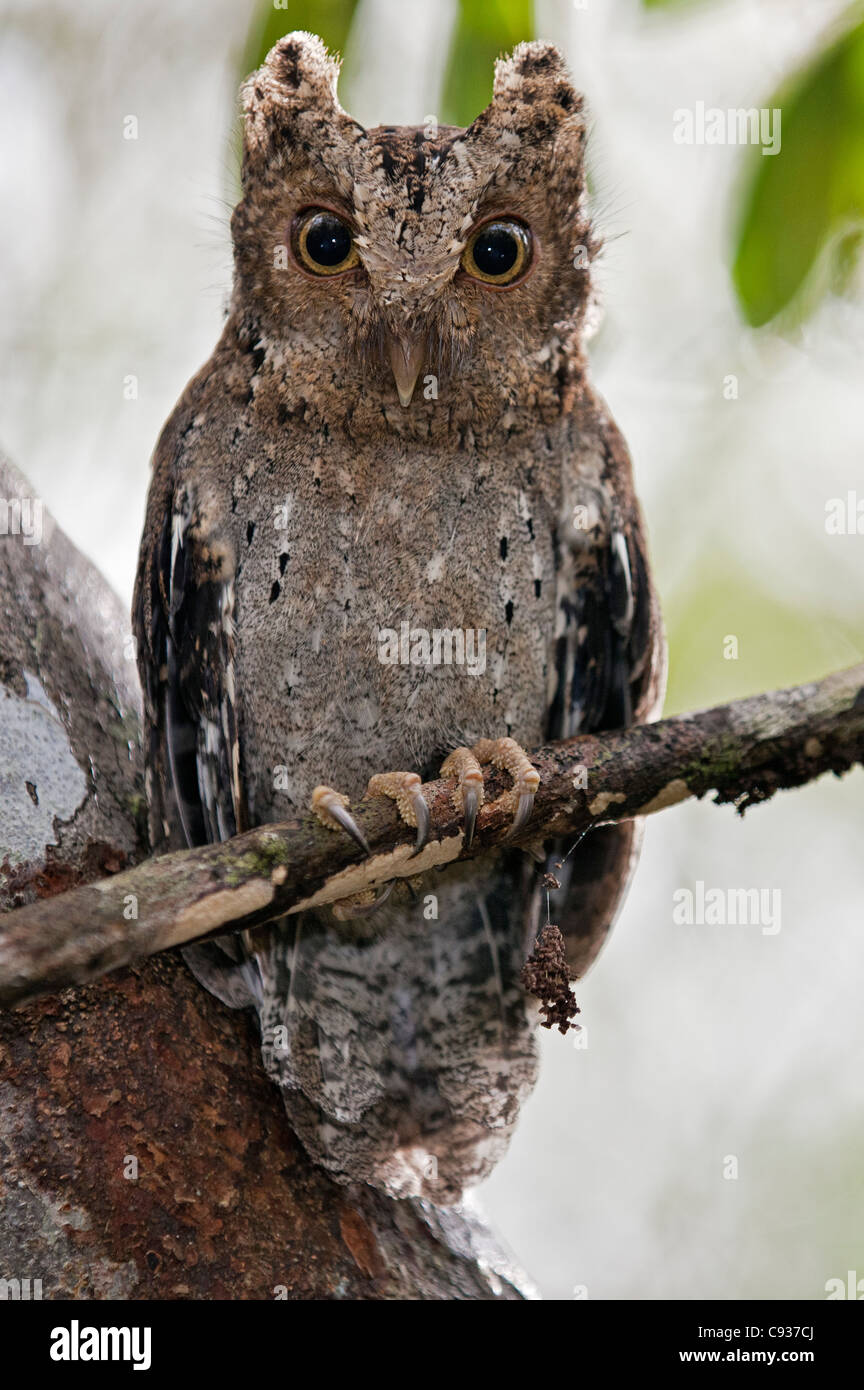 The tiny Sokoke Scops Owl in the Arabuko-Sokoke Forest near Malindi. Stock Photo
