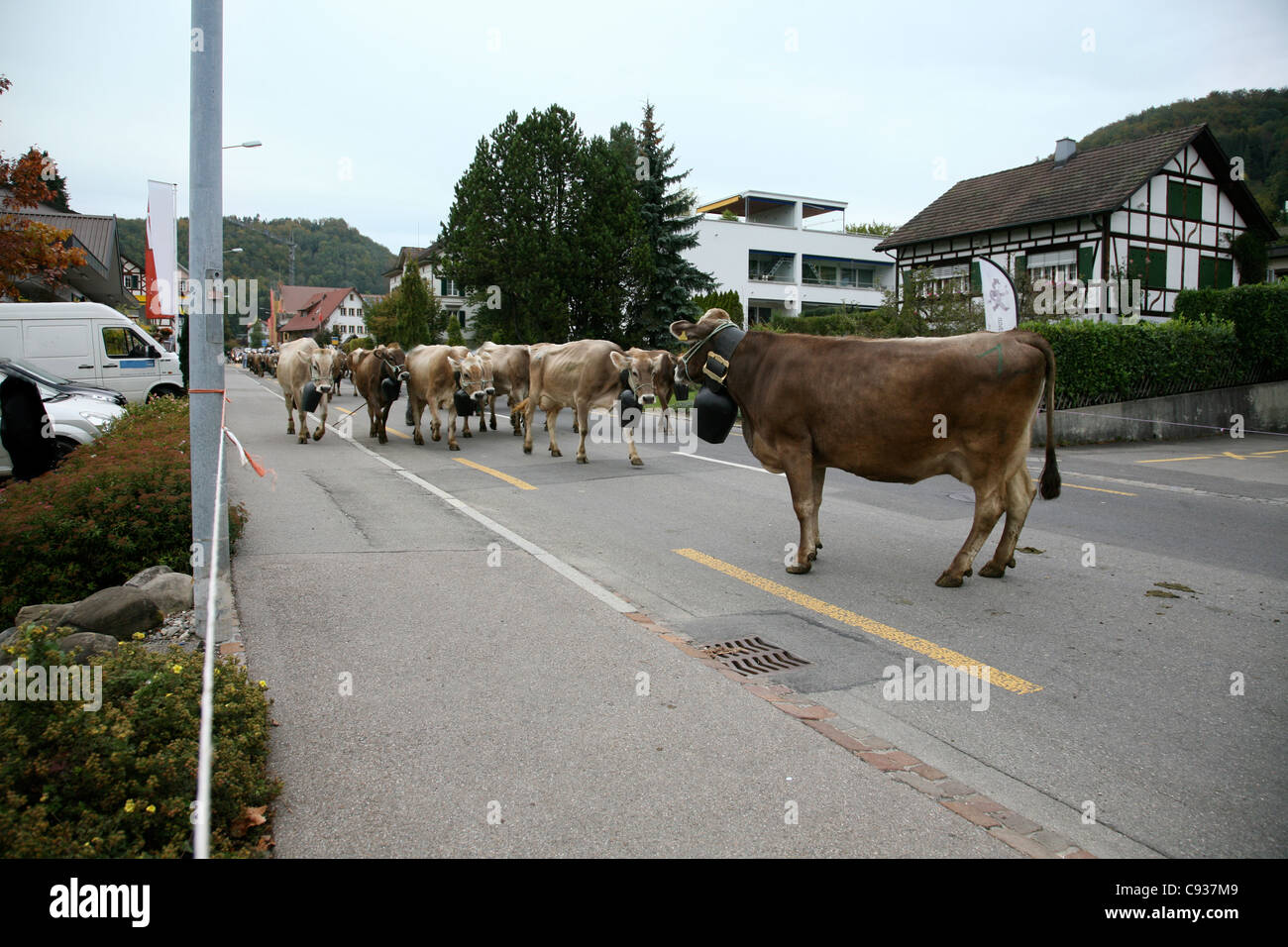 Cattle show in Switzerland Stock Photo