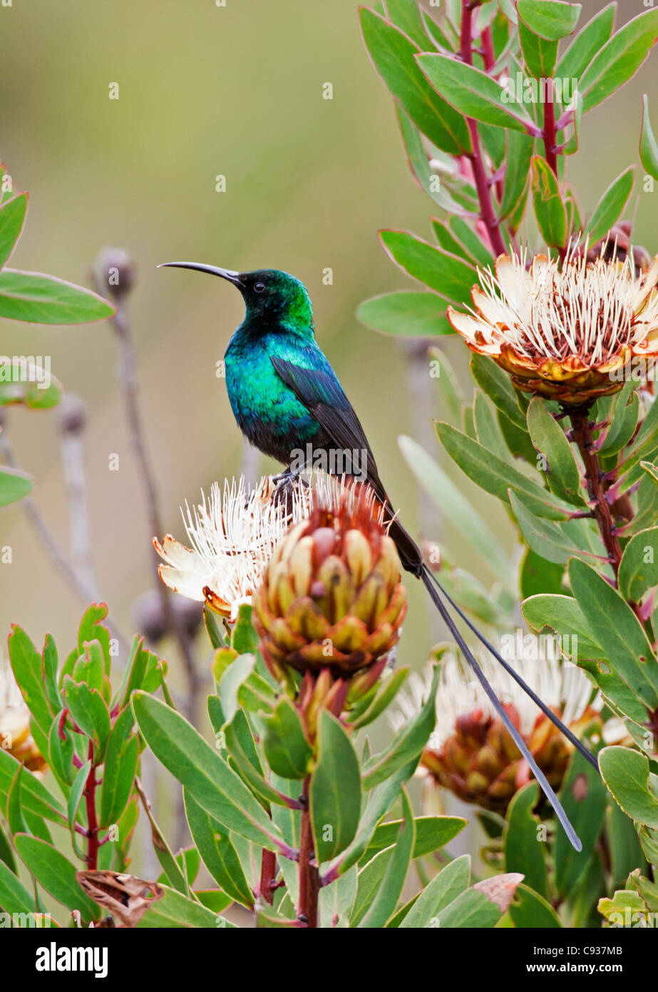 A Malachite Sunbird on a protea flower at 9,750 feet on the moorlands of Mount Kenya. Stock Photo