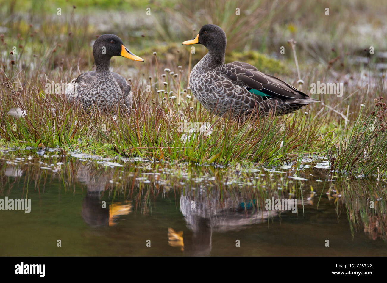 A pair of Yellow-billed Ducks. Stock Photo