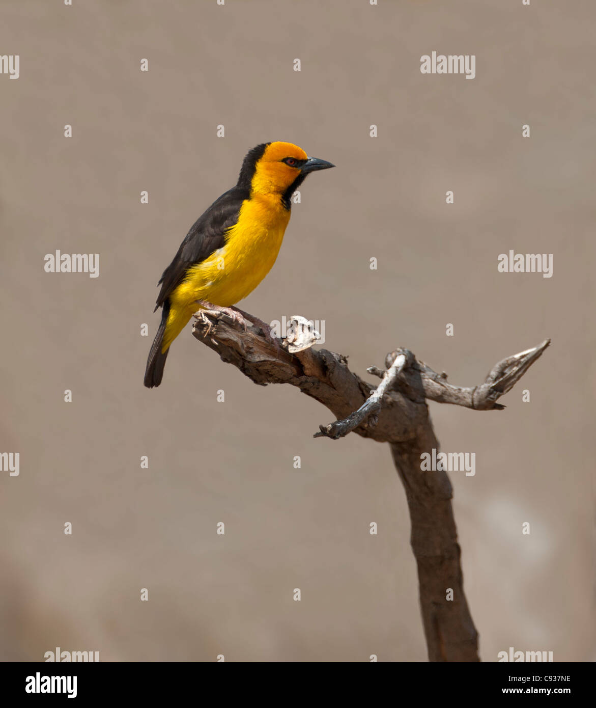 A Black-necked weaver in dry country towards Lake Magadi. Stock Photo