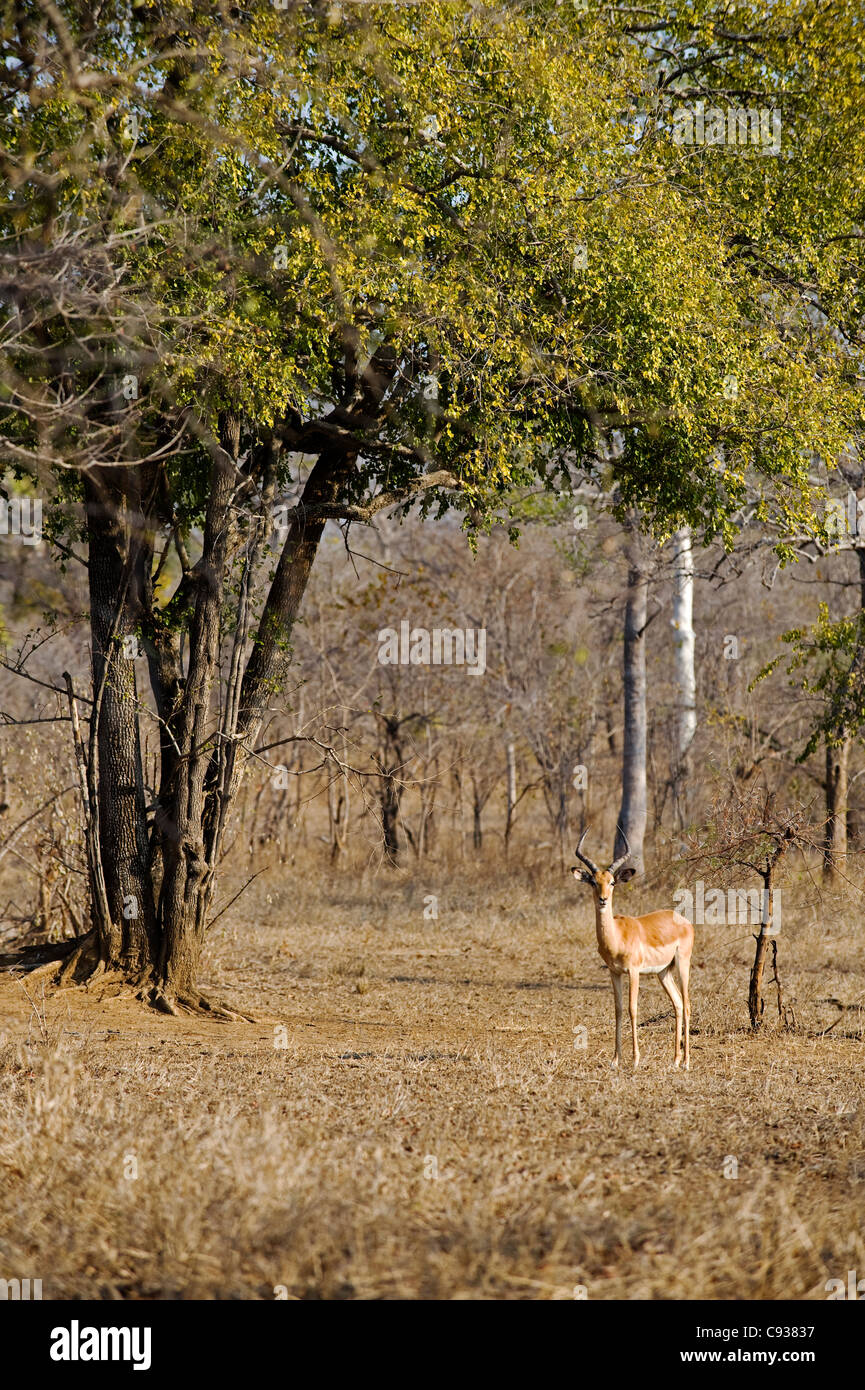 Malawi, Majete Wildlife Reserve.  Male impala in the brachystegia woodland Stock Photo
