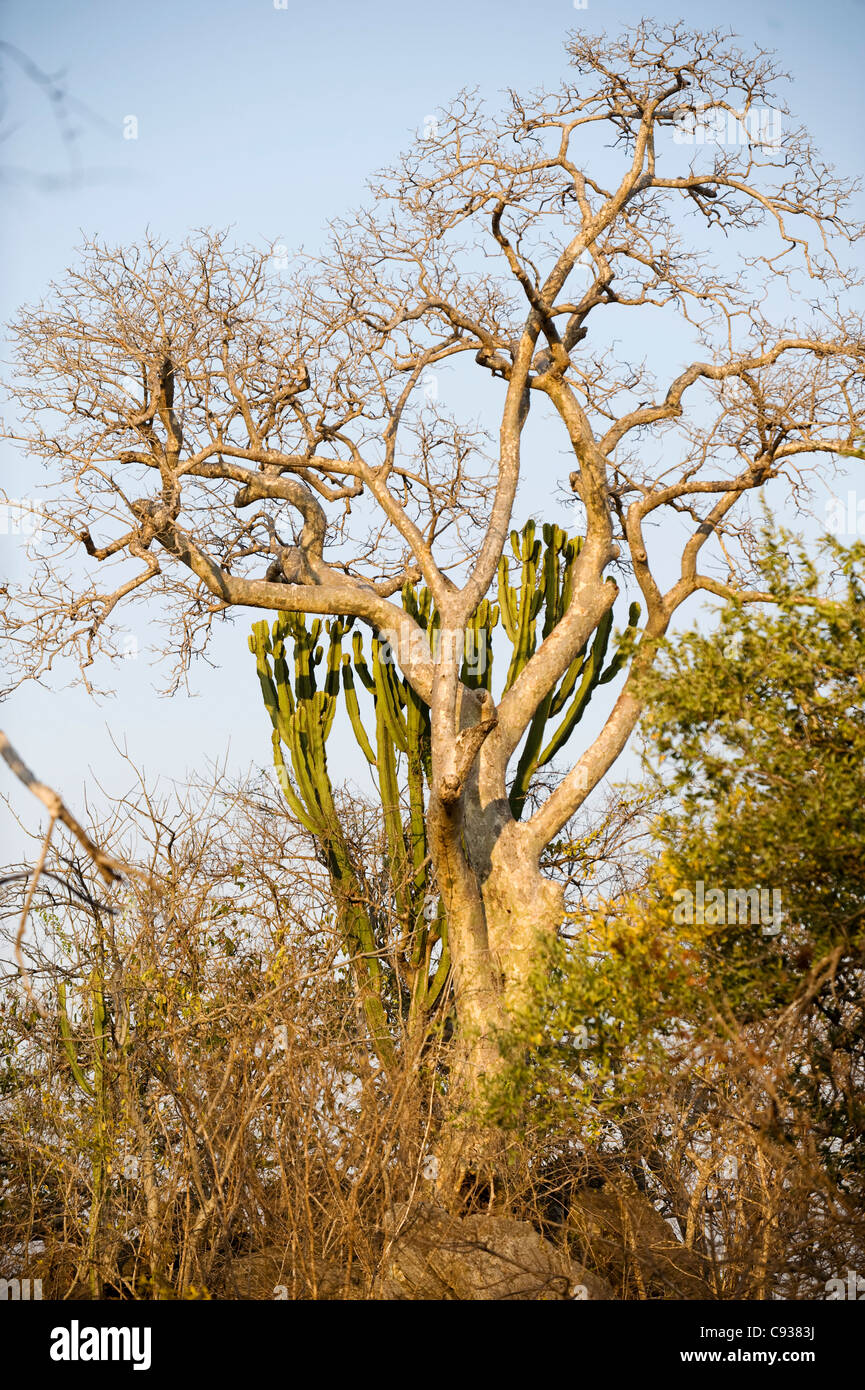 Malawi, Majete Wildlife Reserve.  The pale trunk and branches of a sterculia appendiculata. Stock Photo