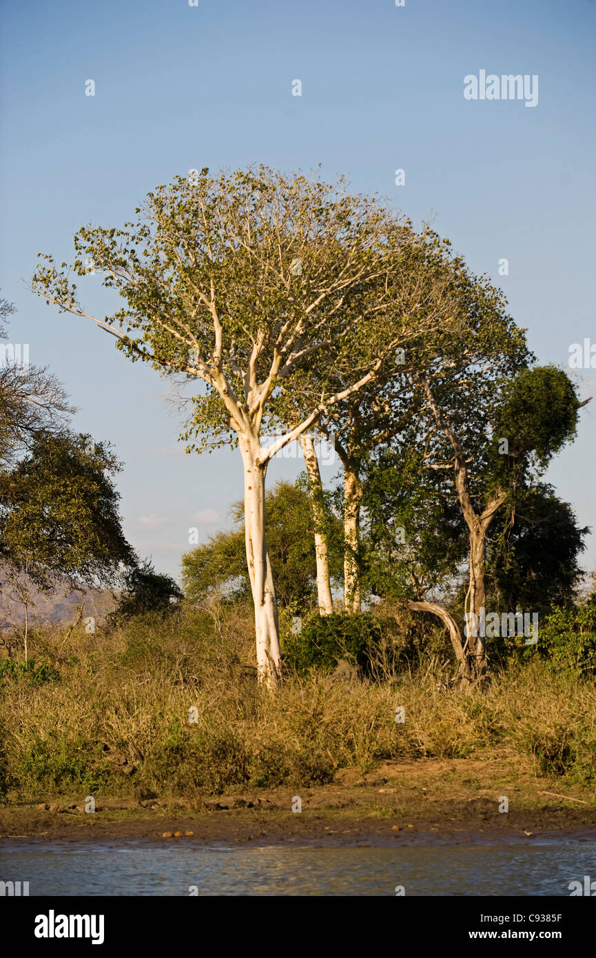 Malawi, Majete Wildlife Reserve. The distinctive yellow bark of the Sterculia appendiculata Stock Photo