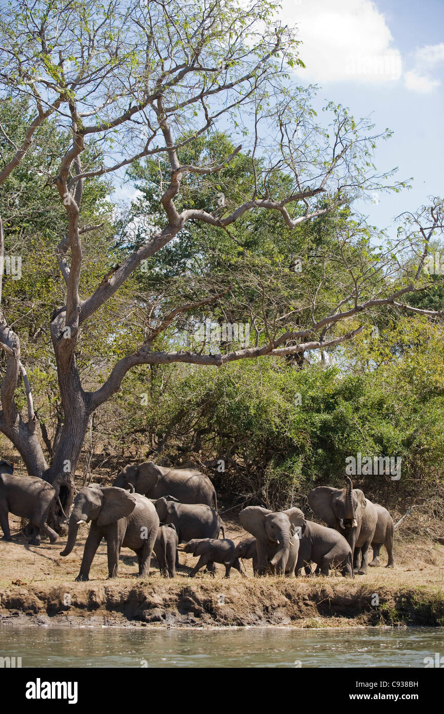 Malawi, Majete Wildlife Reserve.  A herd of elephants come down to the edge of the Shire River to drink Stock Photo