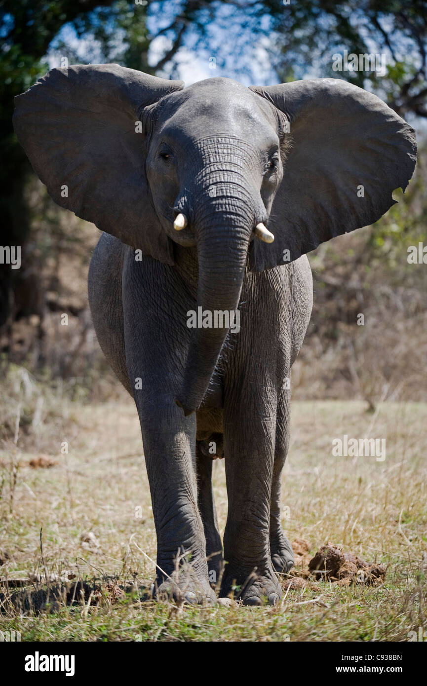 Malawi, Majete Wildlife Reserve.  A young elephant exerts his dominance by standing tall and spreading his ears. Stock Photo