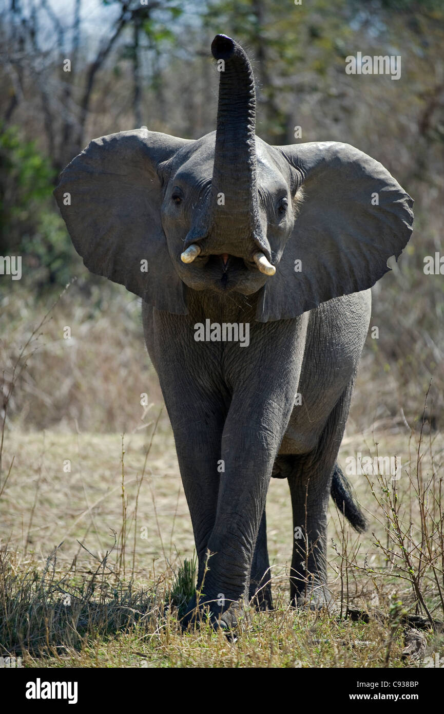Malawi, Majete Wildlife Reserve.  A young elephant tests the scent in the air beside the Shire River. Stock Photo