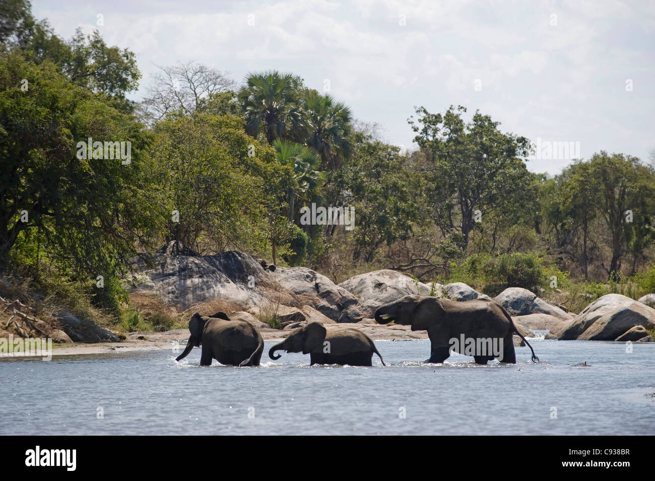 Malawi, Majete Wildlife Reserve.  Three elephants cross the Shire River. Stock Photo