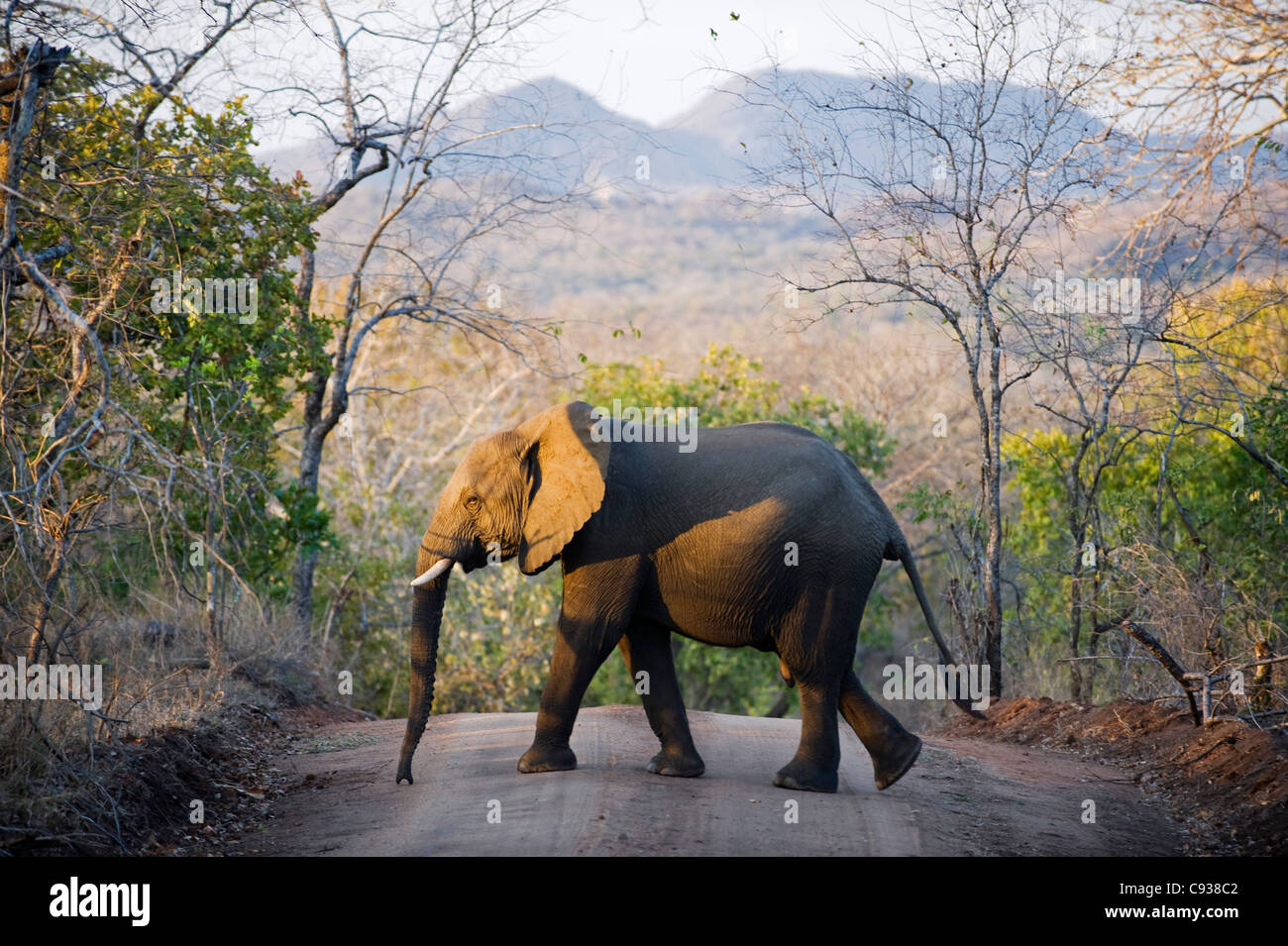 Malawi, Majete Wildlife Reserve.  An elephant walks across the main track through Majete in the late afternoon. Stock Photo