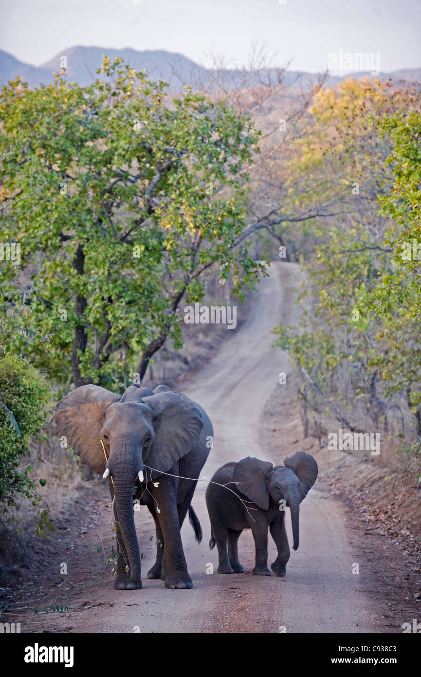 Malawi, Majete Wildlife Reserve. A cow elephant with her calf walks across the main track through Majete in the late afternoon. Stock Photo