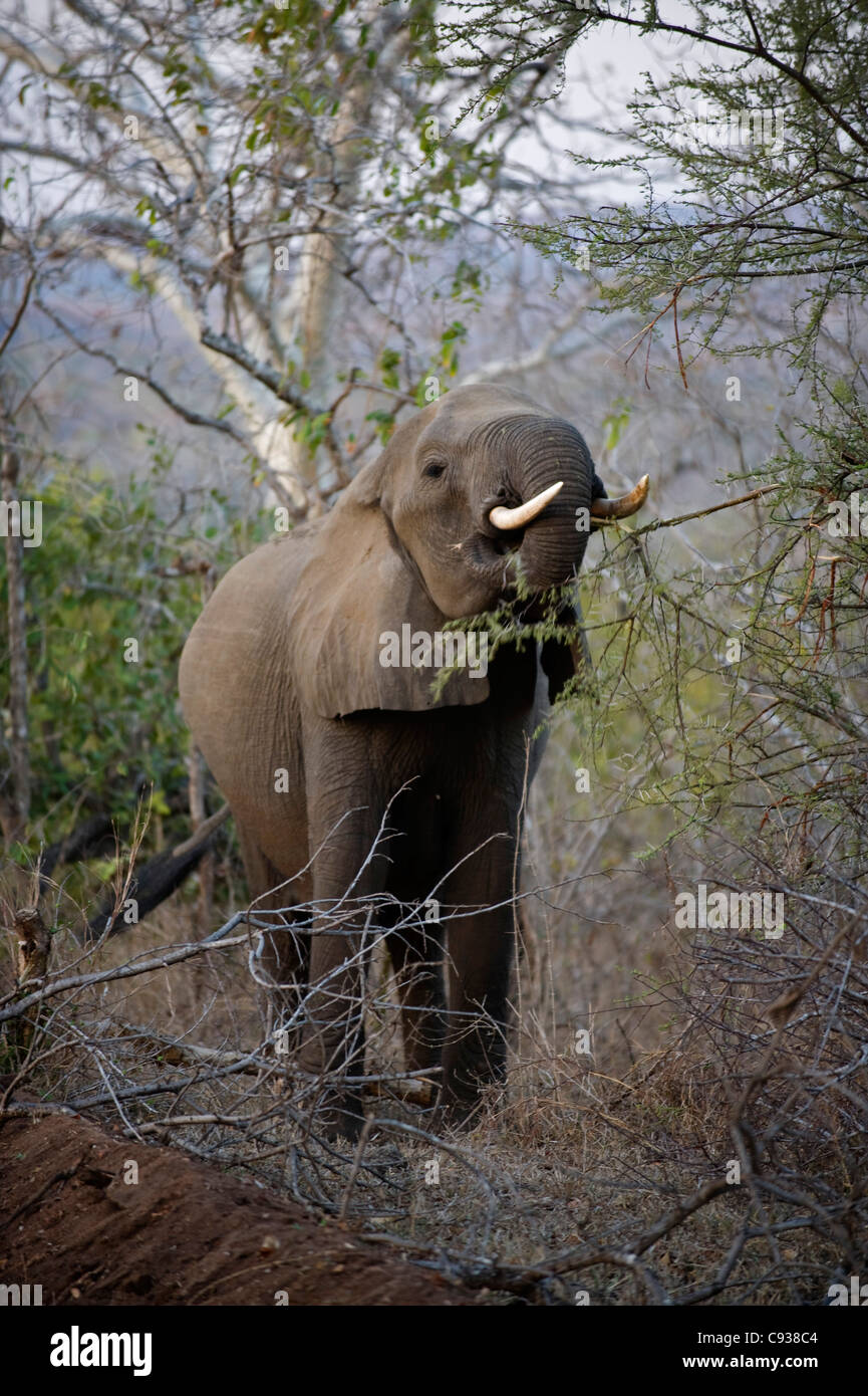 Malawi, Majete Wildlife Reserve.  An elephant feeding on an acacia bush in  Majete in the late afternoon. Stock Photo