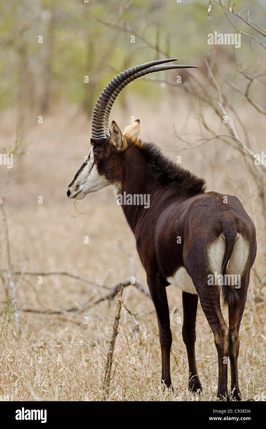 Malawi, Majete Wildlife Reserve.  Male sable antelope  in the brachystegia woodland. Stock Photo