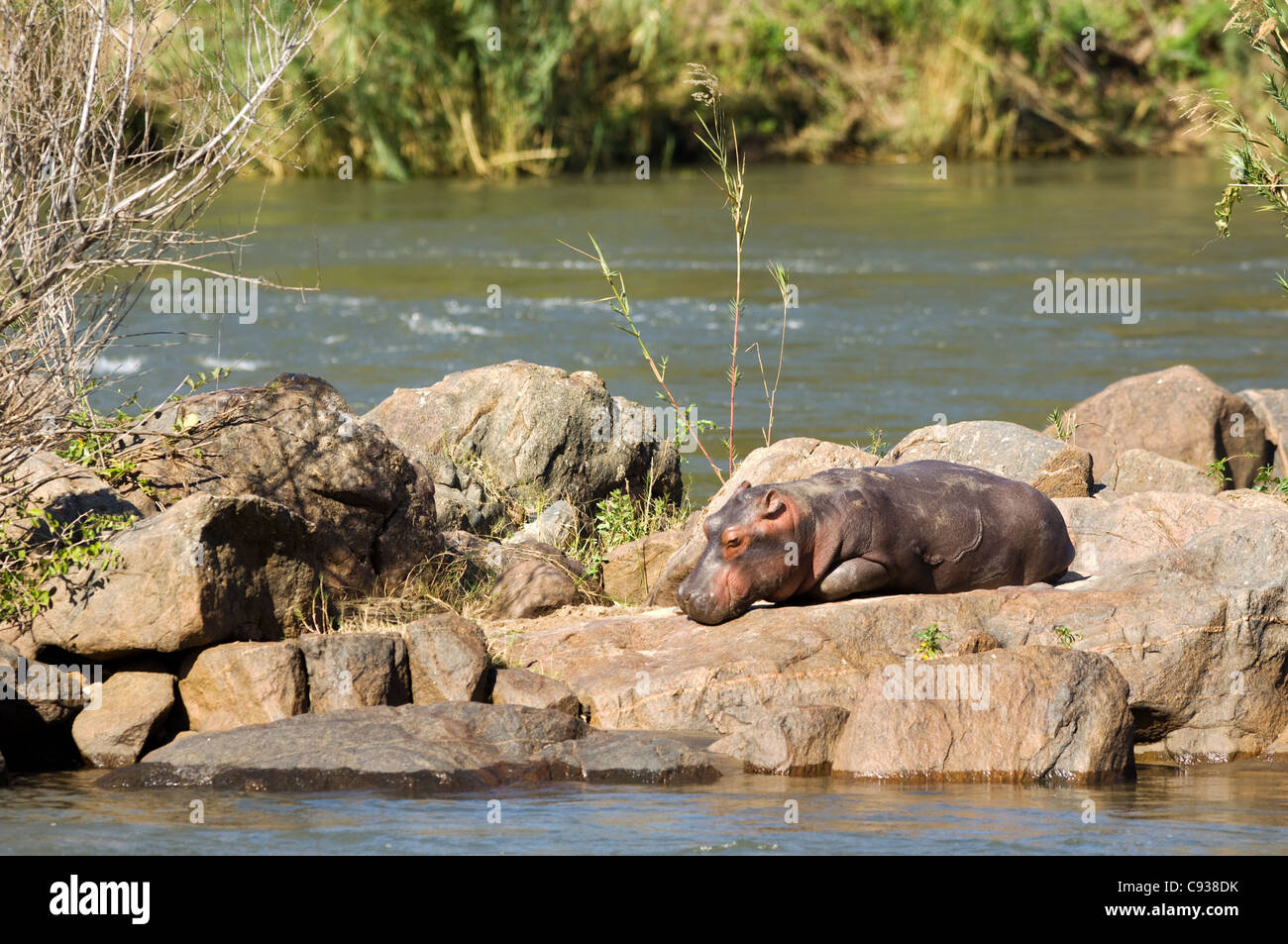 Malawi, Majete Wildlife Reserve. A young hippopotamus relaxes in the sunshine on an island in the Shire River. Stock Photo
