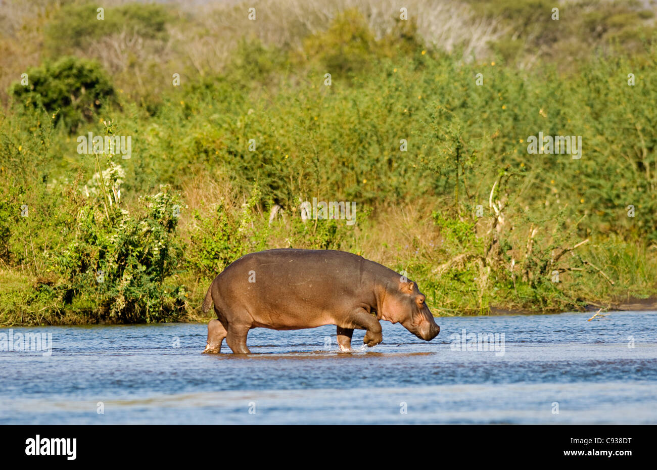 Malawi, Majete Wildlife Reserve. A hippopotamus crosses a narrow sand bar in the Shire River. Stock Photo