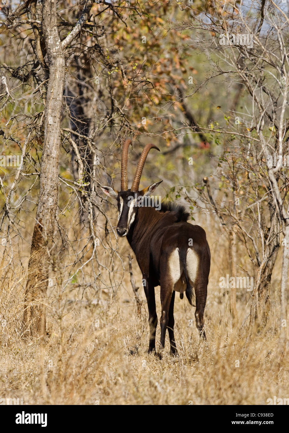 Malawi, Majete Wildlife Reserve.  Male sable antelope  in the brachystegia woodland. Stock Photo