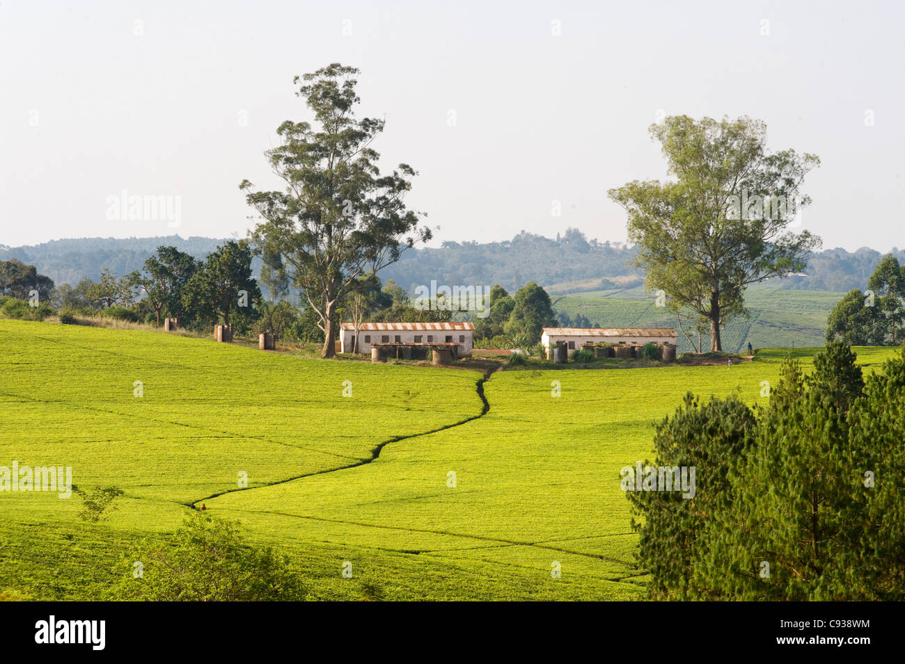Malawi, Thyolo, Satemwa Tea Estate.  Tea bushes cloak the landscape at Satemwa Tea plantation. Stock Photo