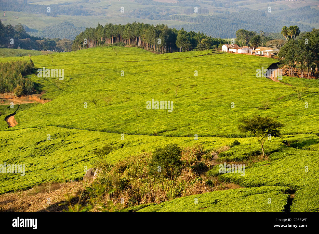 Malawi, Thyolo, Satemwa Tea Estate.  Tea bushes cloak the landscape at Satemwa Tea plantation. Stock Photo
