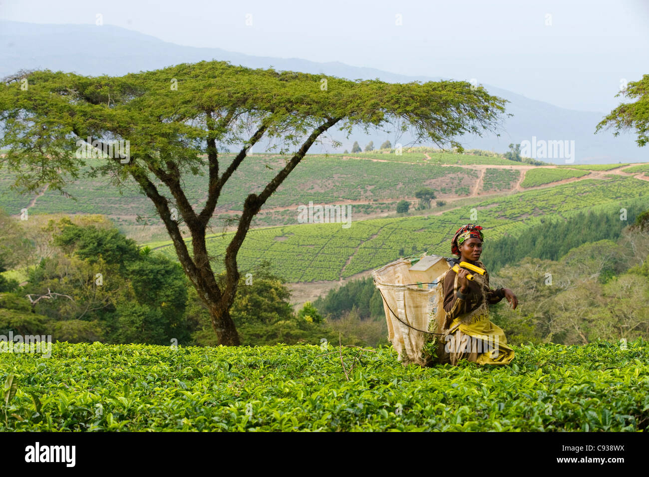 Malawi, Thyolo, Satemwa Tea Estate.  A female tea picker out plucking tea. Stock Photo