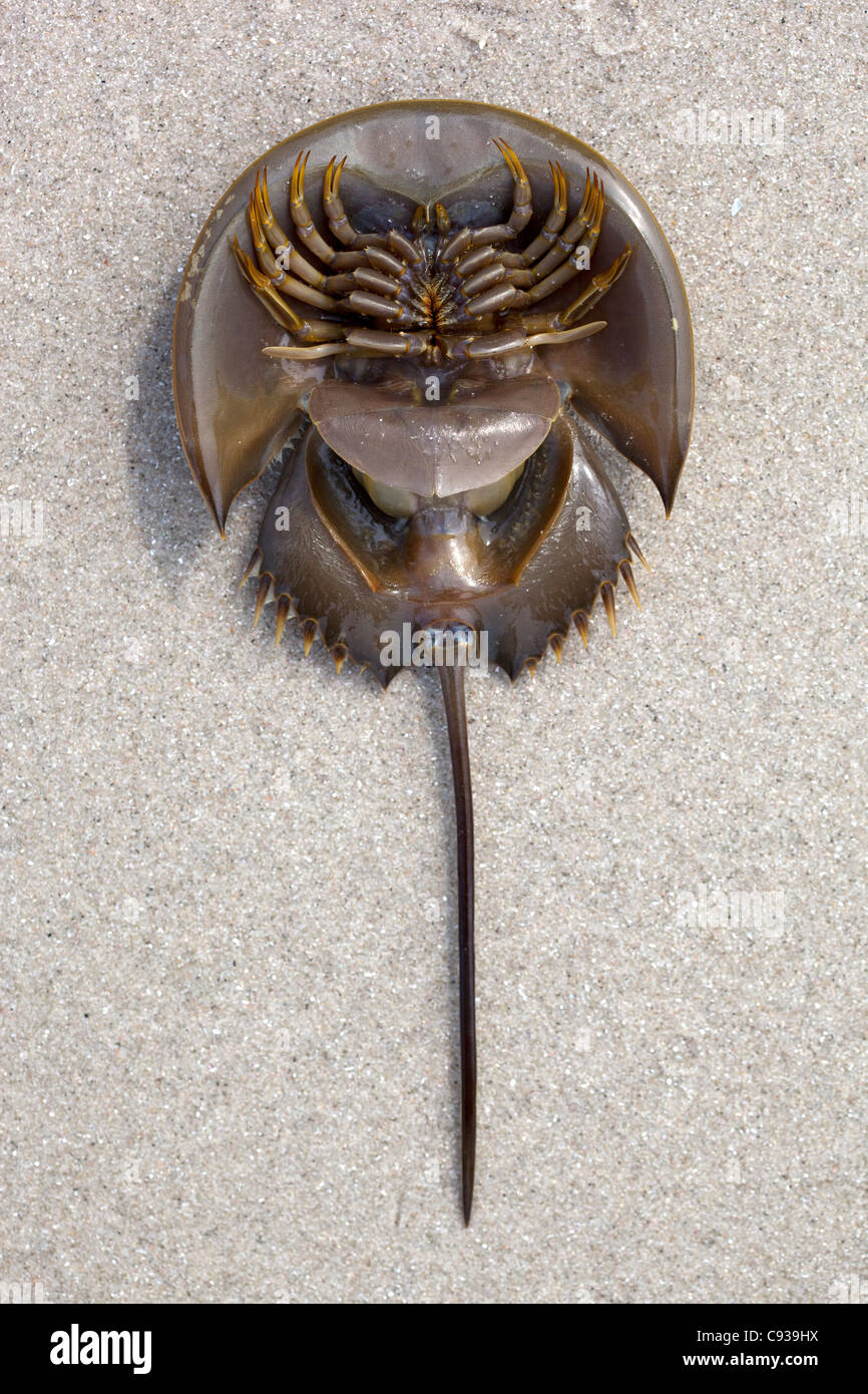 Dead horseshoe crab hires stock photography and images Alamy
