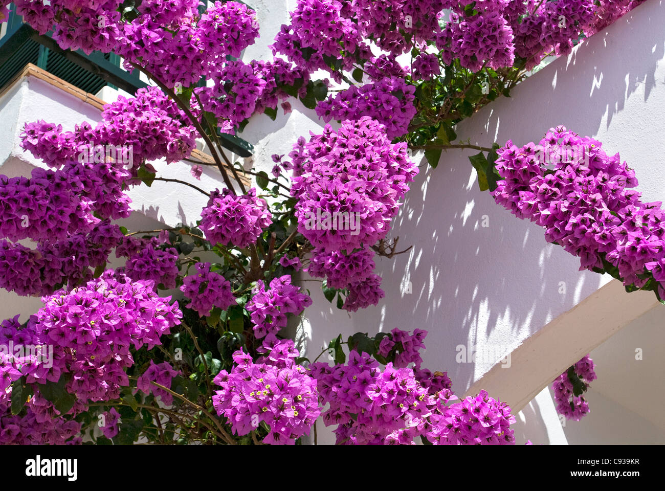 Bougainvillea, Fornells, Menorca, Balearics, Spain Stock Photo