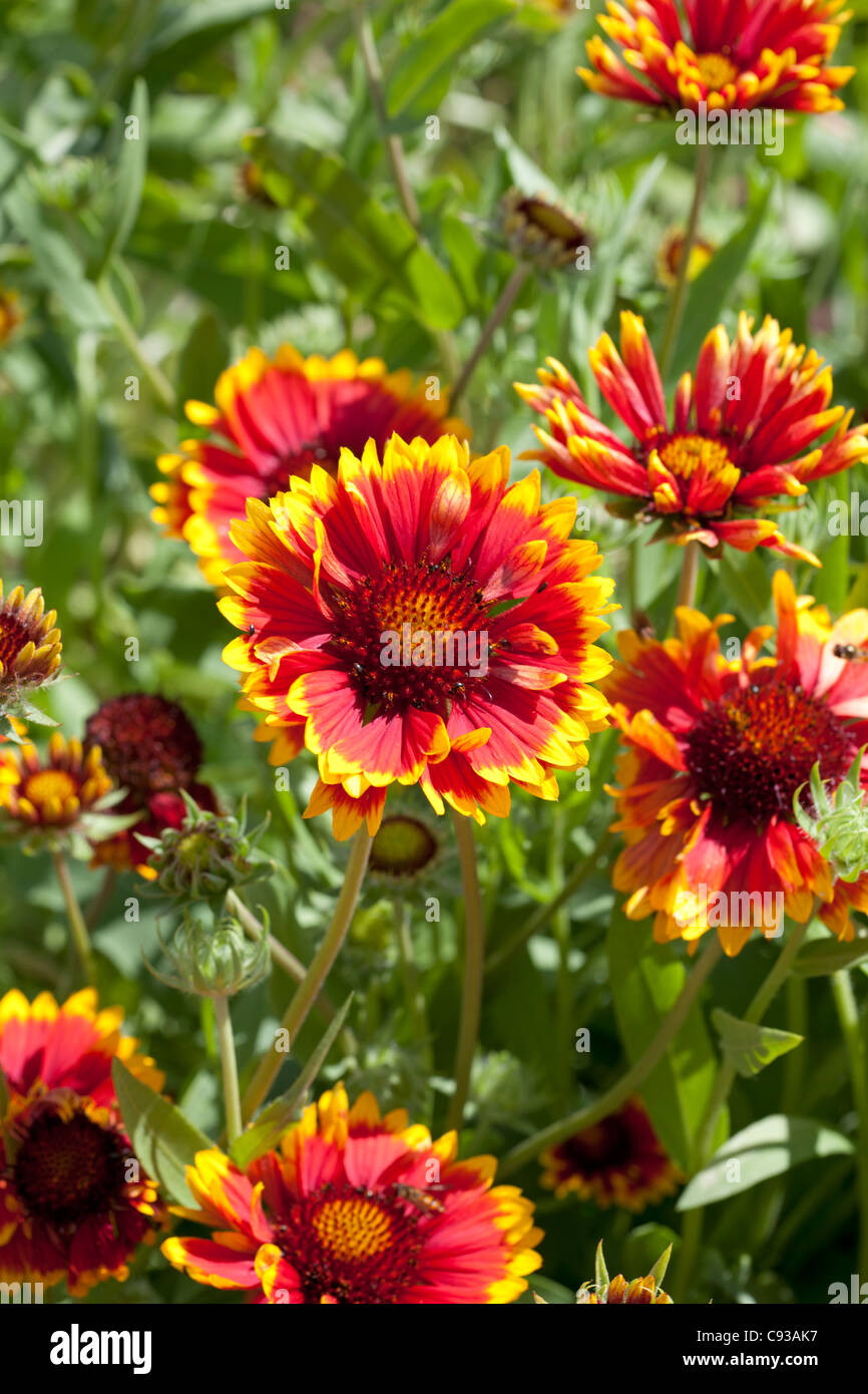 Gaillardia 'Bremen' Stock Photo Alamy