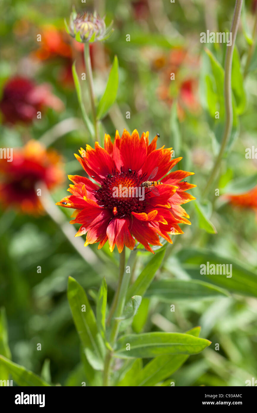 Gaillardia 'Tokajer' Blanket Flower with Hoverfly & little black bugs Stock Photo