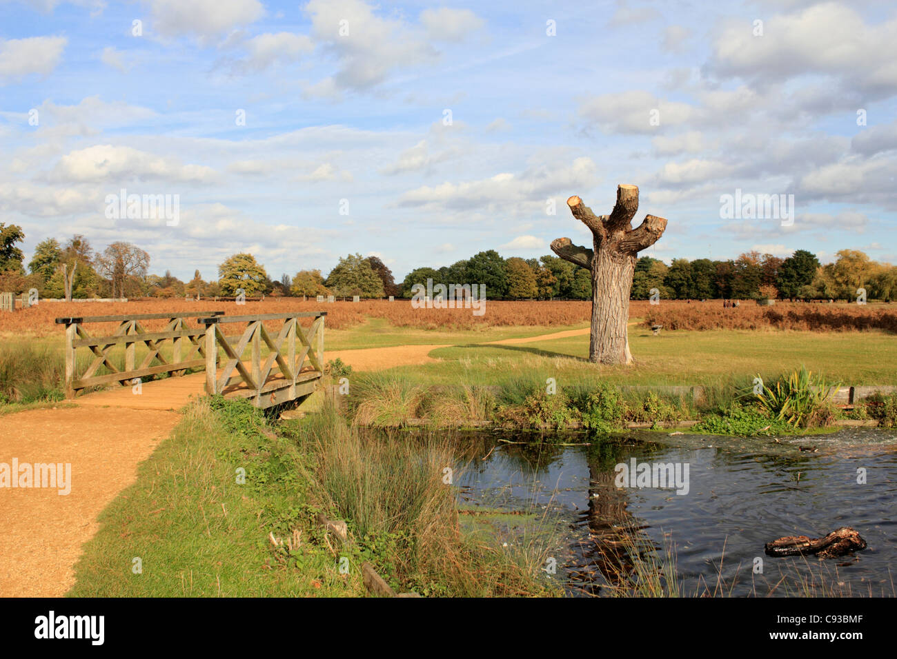 The Heron Pond in Bushy Park, one of London's Royal Parks near Hampton