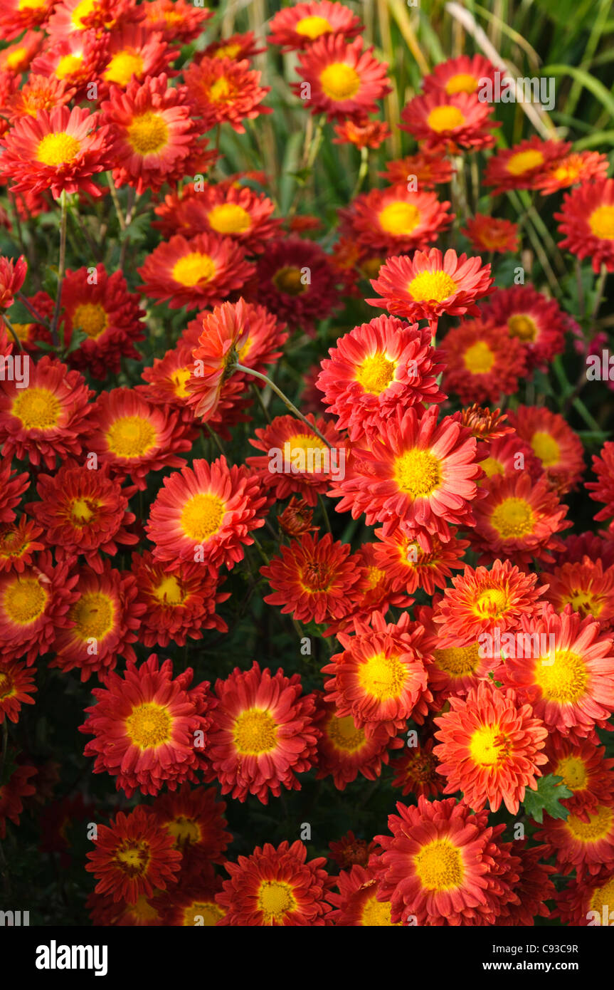 Chrysanthemum (Chrysanthemum indicum 'Rumpelstilzchen' Stock Photo Alamy