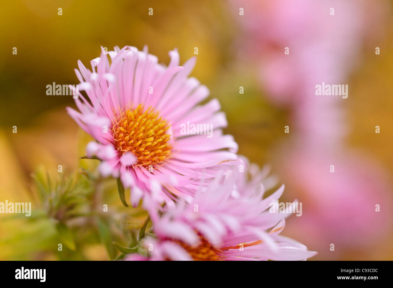 New England aster (Aster novae-angliae 'Rosa Sieger') Stock Photo