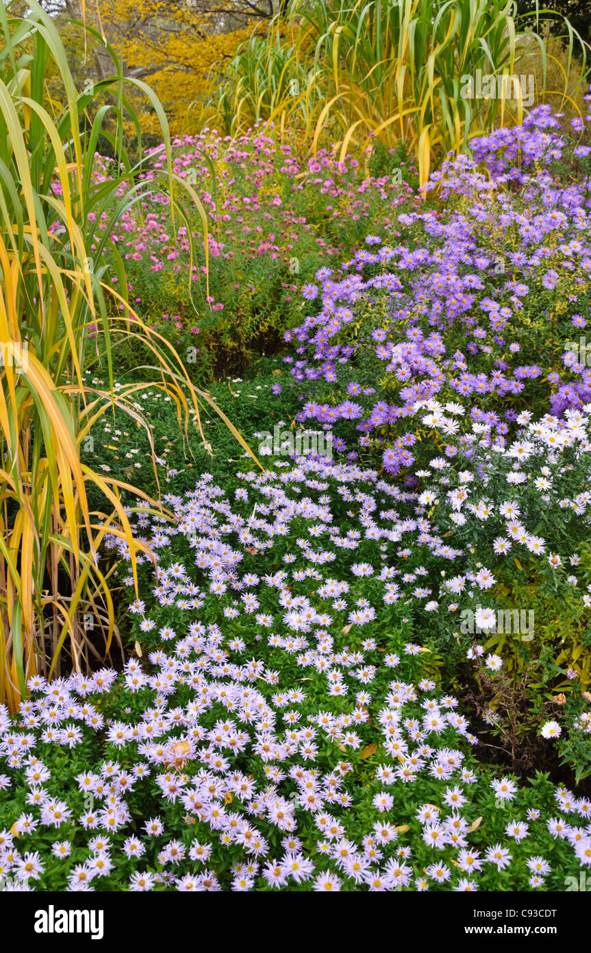 Bushy aster (Aster dumosus 'Silberteppich') and Michaelmas daisy (Aster novi-belgii 'Porzellan' and Aster novi-belgii 'Dauerblau') Stock Photo