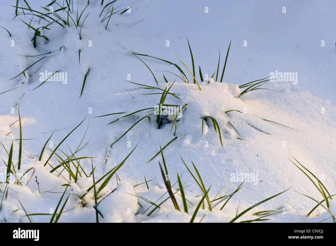 Morrow's sedge (Carex morrowii) Stock Photo