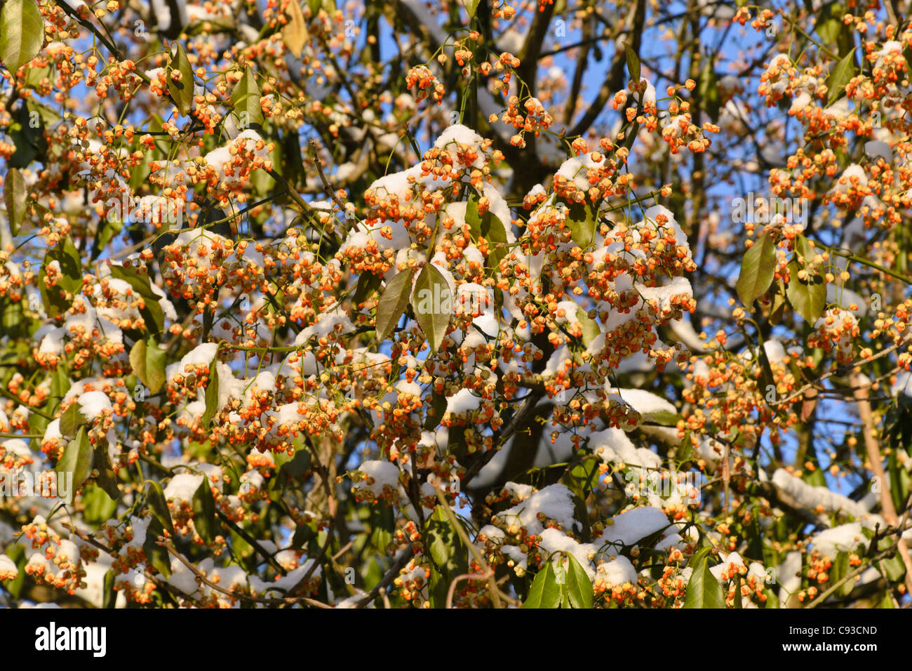 Spindle tree (Euonymus kiautschovicus Stock Photo - Alamy