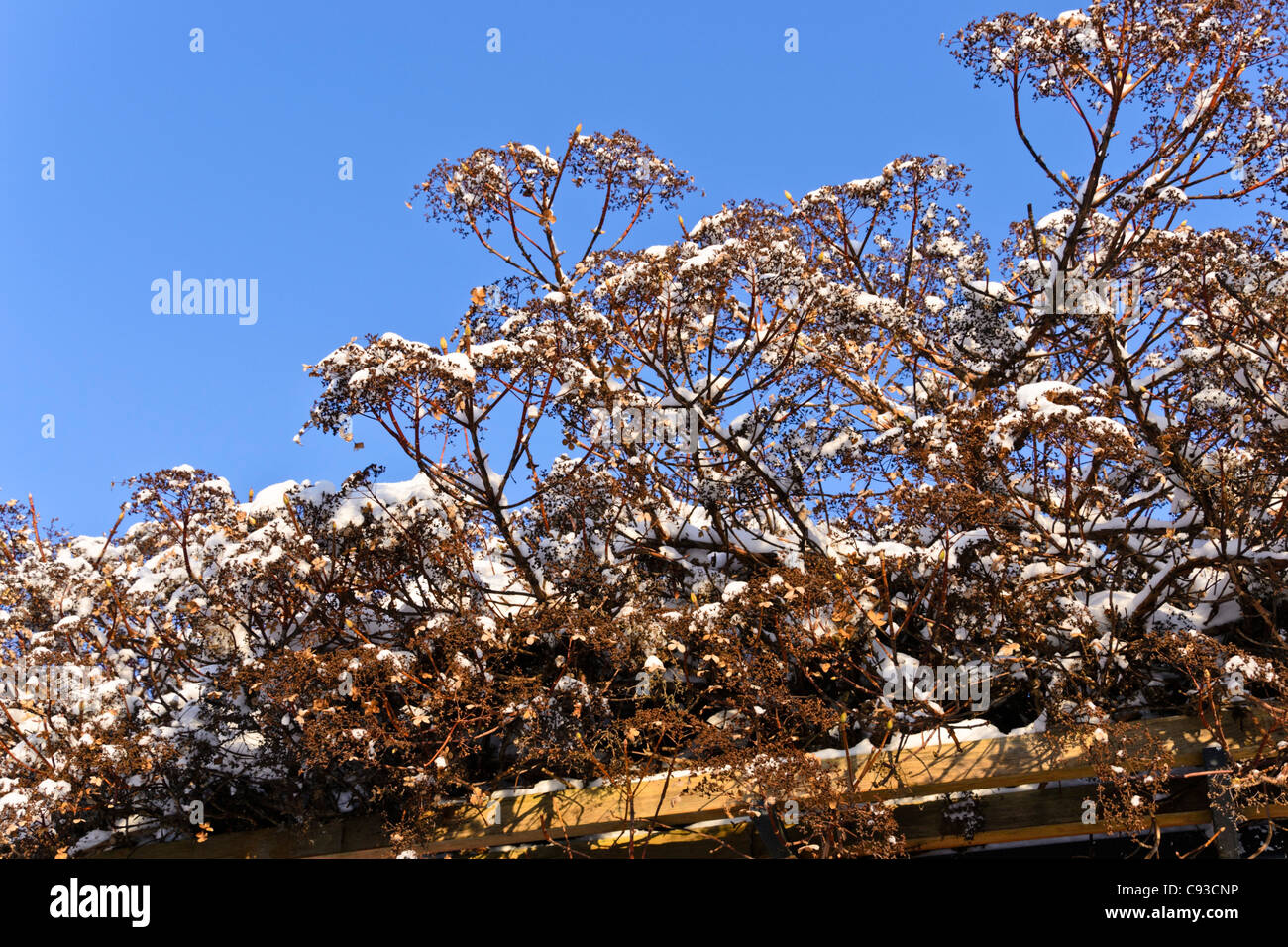 Climbing Hydrangea Hydrangea Anomala Subsp Petiolaris Stock Photo Alamy