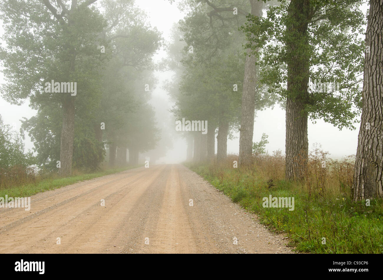 Leveled gravel road surrounded by old trees alley and drowned in fog. Stock Photo